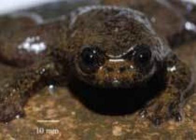 На Борнео найдена лягушка, у которой нет легких
