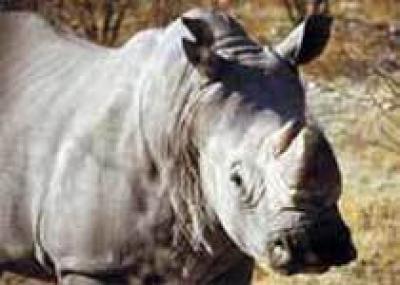 Ученые попытаются спасти вымирающего белого носорога с помощью клонирования