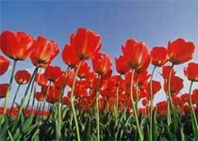 В Крыму расцвело самое большое поле тюльпанов