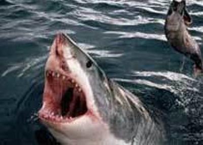 Сингапурские молодожены уничтожают акул