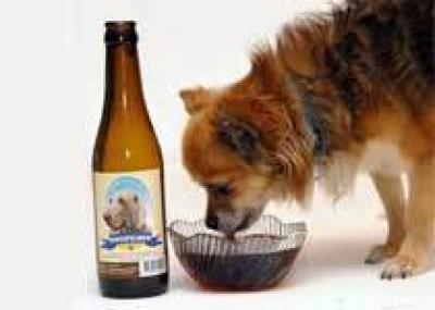 `Dog Beer` – безалкогольное пиво для домашних питомцев. Лакайте на здоровье!