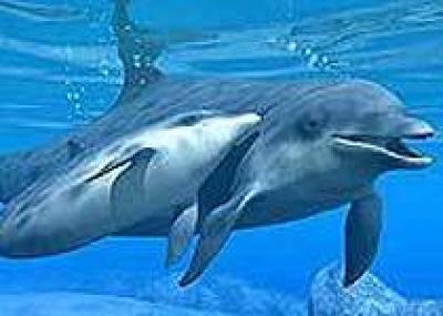 В ОАЭ откроется первый дельфинарий