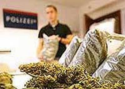 Таможенники в чужом чемодане потеряли марихуану