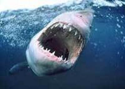Мексиканское побережье Тихого океана атаковали акулы