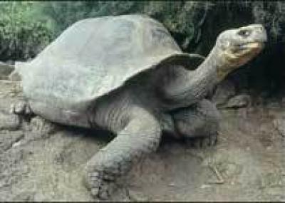 Извержение вулкана угрожает популяции гигантских галапагосских черепах