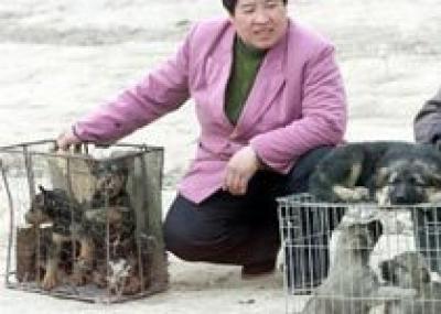 Блюда из собачьего мяса под запретом на время Олимпиады в Пекине