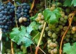Виноделы ЕС выступают против расширения виноградников