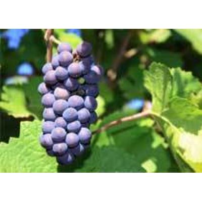 Знакомство с `трудным` виноградом