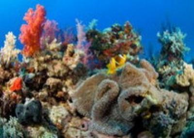 В Бразилии обнаружен новый коралловый риф