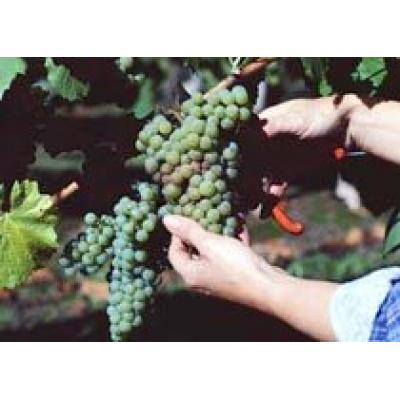 В текущем году в Крыму рассчитывают собрать порядка 100 тыс. тонн винограда