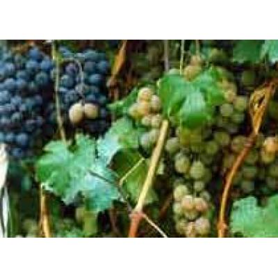 В 2007 году в Калифорнии собрали 3,7 млн тонн винограда