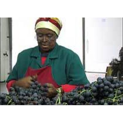 Большие надежды южноафриканских виноделов