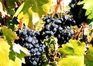 Евросоюз налагает штраф на Испанию за несанкционированную высадку виноградников