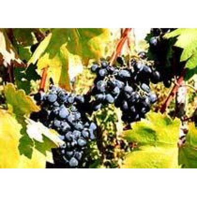 В Молдове началась закладка новых виноградных плантаций