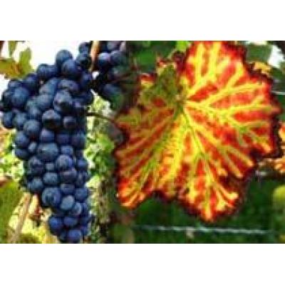 Молдова примет участие в программе по продвижению виноградарско-винодельческих туристических маршрутов