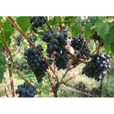 Уход за плодоносящим виноградником