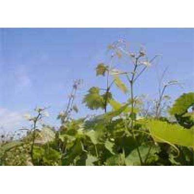 В Крыму высажено 57% виноградников от запланированных на год