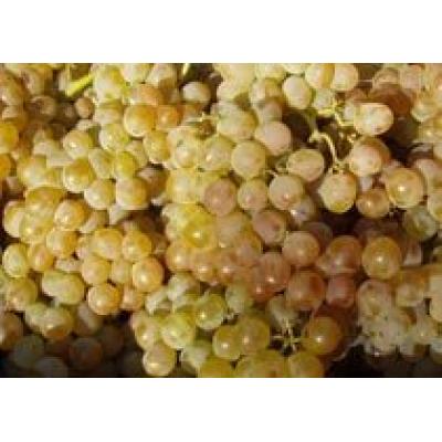 Урожай винограда в Грузии ожидается почти в два раза меньше прошлогоднего