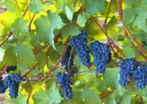 Губительный вирус угрожает французским виноградникам