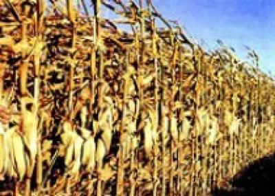 Лабиринт на кукурузном поле - аттракцион для туристов