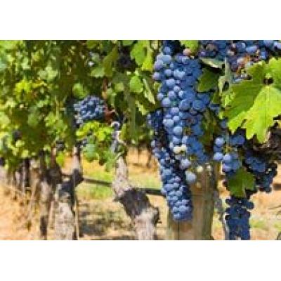 Каушанские виноградари готовятся собрать рекордный урожай