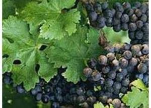 Ученые и виноделы Кубани отправляются на поиски дикого винограда