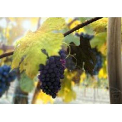 Ереванский коньячный завод намерен закупить свыше 31 тыс. тонн винограда