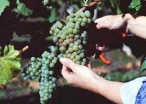 `Золотая балка` лидирует по сбору винограда в Севастополе