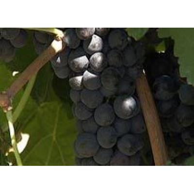 Constellation Wines Australia отрицает слухи о закрытии производства разливного вина