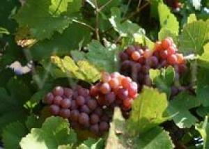 Объемы переработки винограда в Австралии возросли на 30%