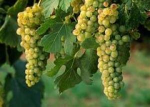 Австралийские виноградари превысили объемы переработки винограда на 30%