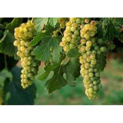 Австралийские виноградари превысили объемы переработки винограда на 30%