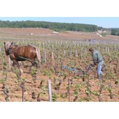 Domaine de la Roman&#233;e-Conti произведет вино в апеласьоне Corton