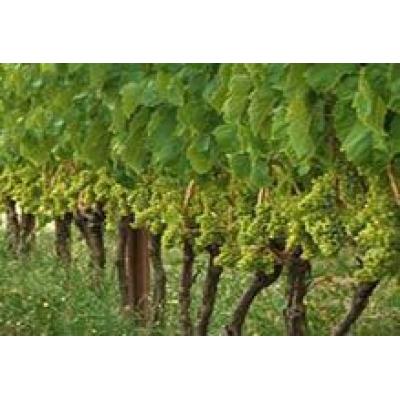 В Дагестане заражены виноградники