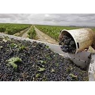 Новые условия для украинских виноделов