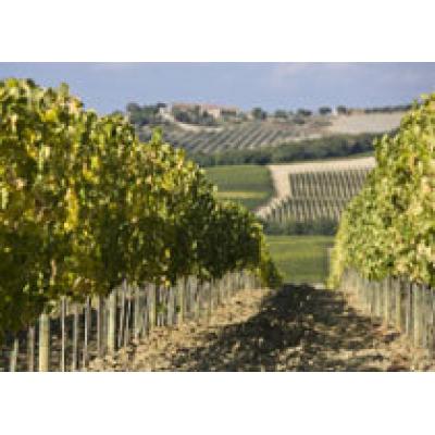 Какими бывают итальянские вина?