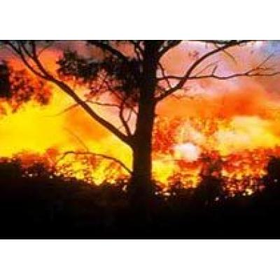Лесные пожары нанесли урон виноделию ЮАР