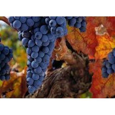 Ожидаемый урожай винограда в Испании создает виноделам большие проблемы