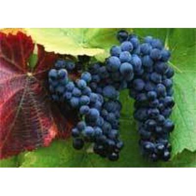 Правительство Грузии выделит субсидии да закупки винограда у крестьян