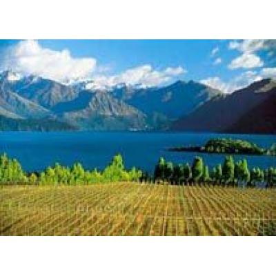 Прибыль New Zealand Wine снижается из-за высокого урожая винограда