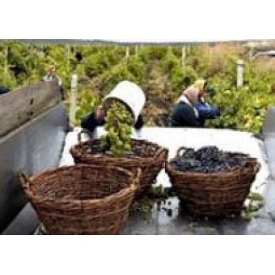 В Шамкирском районе началась уборка винограда