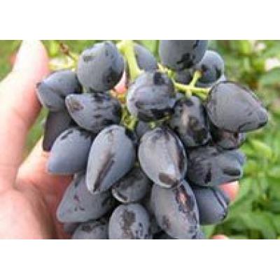 Грузия: гибридный виноград может остаться на лозе