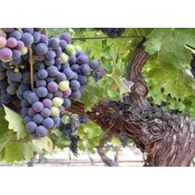 Молдова не справилась с урожаем винограда на полную