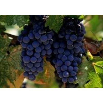 Проблема грузинских виноградарей