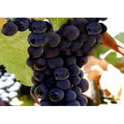 Крымский виноград опасен для здоровья