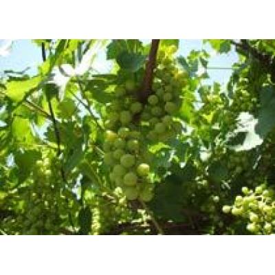В этом году `Массандра` планирует заложить на хранение порядка 2,3 тыс. тонн винограда
