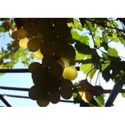 Вклады в развитие виноградарства и виноделия