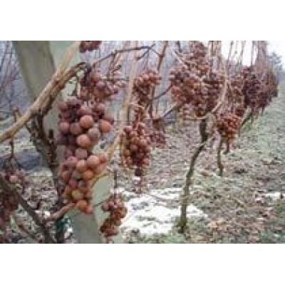 В Молдове урожай винограда в 2010 году сократится на 15-20 % из-за заморозков