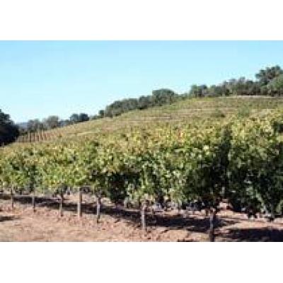 ЮАР будет проводить экологическую сертификацию виноградников
