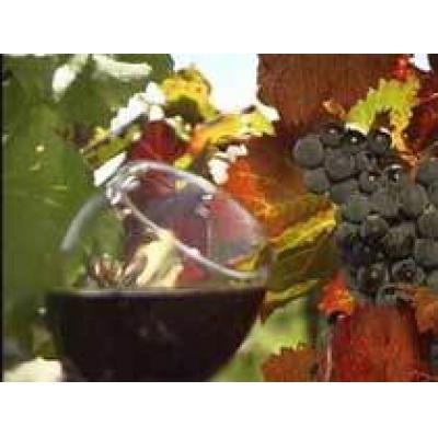 Агрофирма `Фанагория` станет винодельческим имением